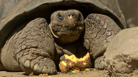 Galapagos turtle eats a pumpkin Stock Footage 68146405