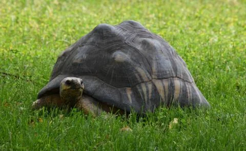 Galapagos turtle in the field. Stock Photos