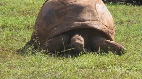 Galapagos turtle Stock Footage 8215031