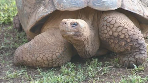 Galapagos turtle Stock Footage 8225038