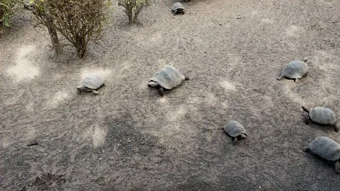 Galapagos turtle walking Stock Footage 115712593