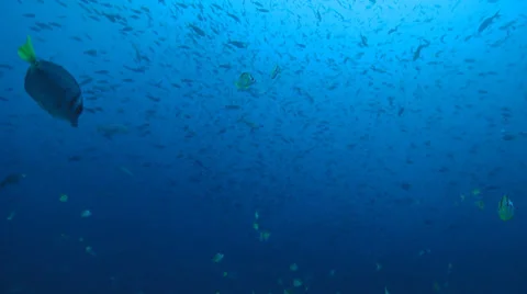 Galapagos Underwater Fish Stock Footage 25603122