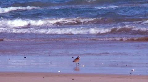 Galapagos whimbrel Stock Footage 758429