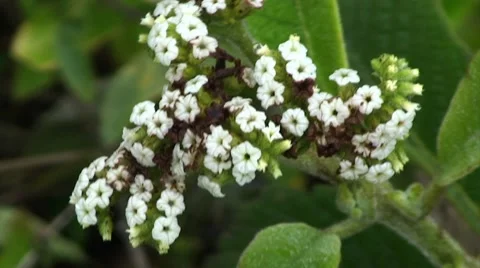 Galapagos White Flower (FULL HD 1080) Stock Footage 1068268