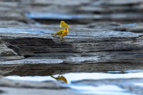 Galapagos yellow warbler casts a reflection in a tidal pool, Galapagos Islands Stock Photos