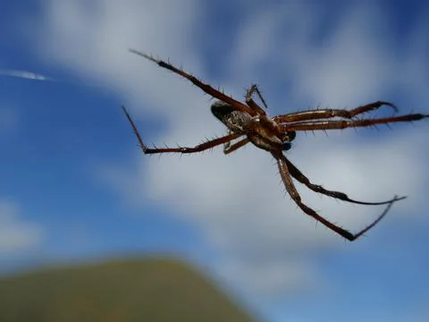 Galapagos zig-zag spider appears to be floating in space with web not visible Stock Photos