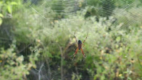 Galapagos zig-zag spider hanging on visible spiderweb blowing in gentle wind Stock Footage 339920635