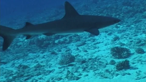 Galapagos1 Stock Footage 81226934