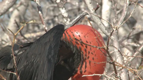 GalapQuickTime 7 P-Jpeg w Audio[18] Stock Footage 25602105