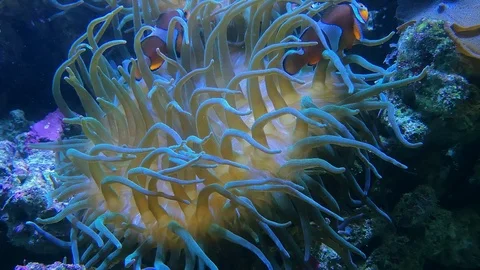 Galaxea sp., acropids stony corals and anemonefish Stock Footage 106971995