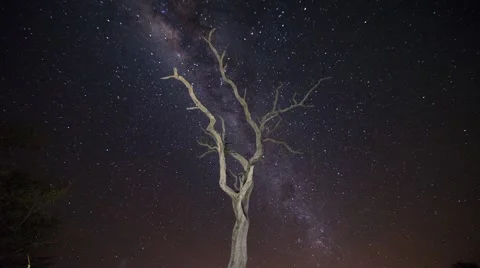 Galaxy and Star Time Lapse with Dead Marula Tree Stock Footage 55660099