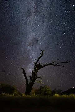 Galaxy and the tree Stock Photos