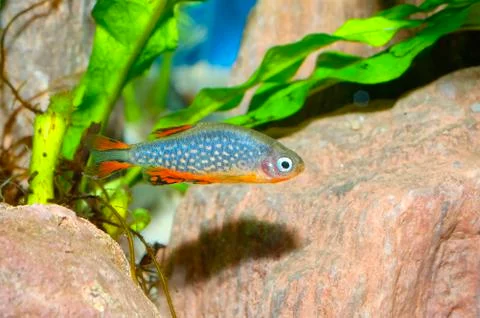 Galaxy fish Foto stock