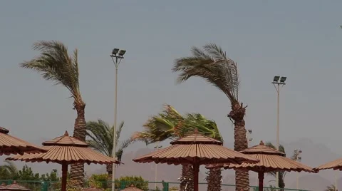 The Gale wind palm Stock Footage 54074508