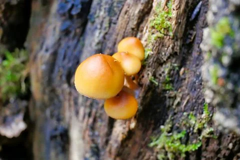 Galerina marginata. Stock Photos