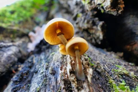 Galerina marginata. 写真素材