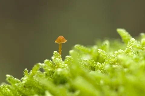 Galerina Stock Photos