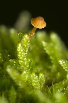 Galerina Stock Photos