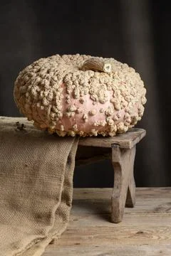 Galeux D Eysines Pumpkin On Rustic Wooden Stool Stock Photos