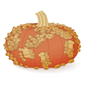 Galeux de Eysines Squash. Winter squash. Stock Illustration