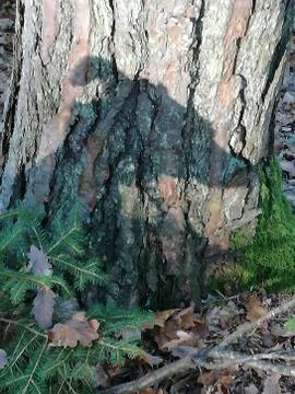 GALGO-Head  shadow on tree  2.from 3 Stock Photos