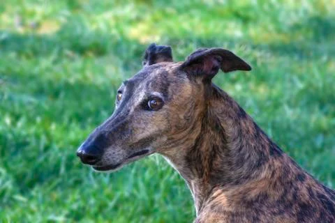 Galgo on Meadow Background Stock Photos