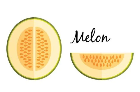 Galia melon in flat design isolated on white background Stock Illustration
