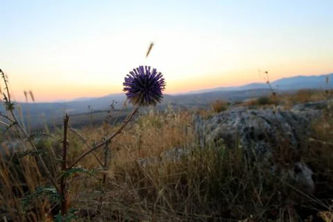 Galilee Flowers Stock Photos