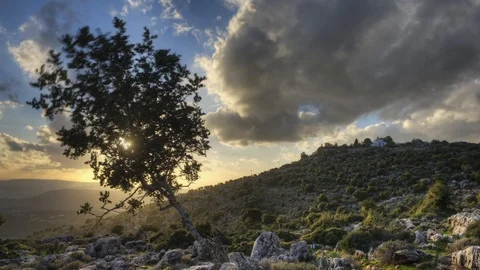 Galilee oak tree pan time lapse sunset. Stock Footage 101932867