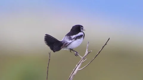 Galito (Alectrurus tricolor) Vídeo Stock 297910268