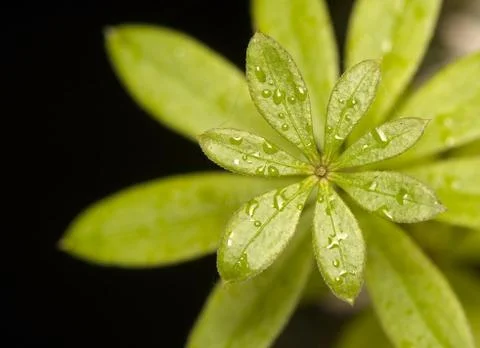 Galium Stock Photos