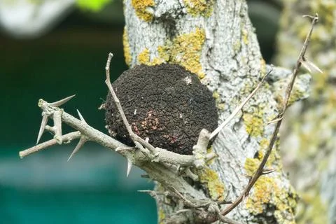 Gall apple Stock Photos