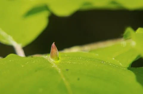 Gall of Beech gall midge on leaf Stock Photos