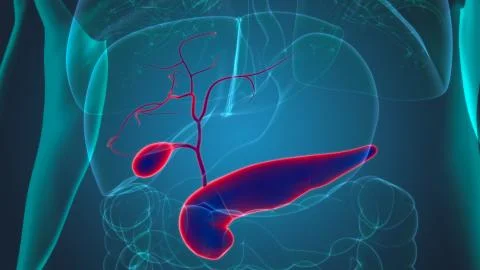 Gall Bladder Human Digestive System Anatomy 3D Stock Illustration