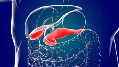 Gall Bladder Human Digestive System Anatomy 3D Stock-Illustration