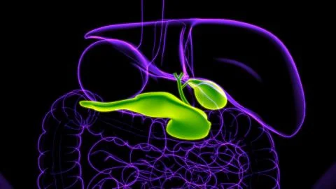 Gall Bladder Human Digestive System Anatomy 3D Rendering Stock Illustration