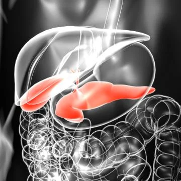 Gall Bladder Human Digestive System Anatomy 3D Rendering Stock Illustration