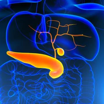 Gall Bladder Human Digestive System Anatomy 3D Stock Illustration
