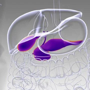 Gall Bladder Human Digestive System Anatomy 3D Rendering Stock Illustration