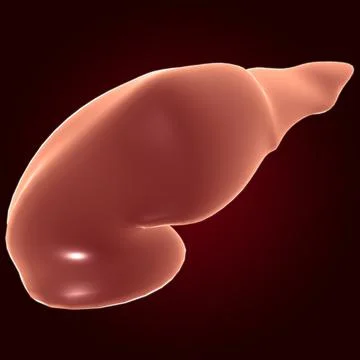 Gall Bladder Human Digestive System Anatomy 3D Rendering Illustrazione stock