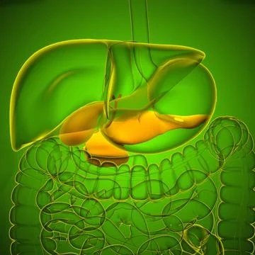 Gall Bladder Human Digestive System Anatomy For Medical Concept 3D Stock Illustration