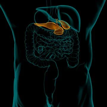 Gall Bladder Human Digestive System Anatomy For Medical Concept 3D 스톡 일러스트