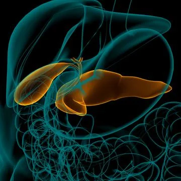 Gall Bladder Human Digestive System Anatomy 3D Rendering Stock Illustration