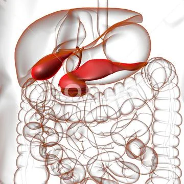 Gall Bladder Human Digestive System Anatomy 3D Rendering: Graphic ...