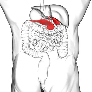 Gall Bladder Human Digestive System Anatomy For Medical Concept 3D Stock Illustration