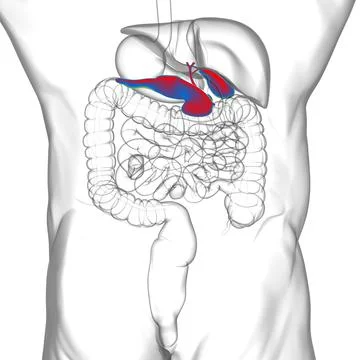 Gall Bladder Human Digestive System Anatomy For Medical Concept 3D Stock Illustration