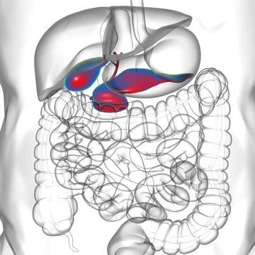 Gall Bladder Human Digestive System Anatomy For Medical Concept 3D Stock Illustration