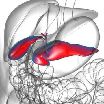 Gall Bladder Human Digestive System Anatomy 3D Rendering Stock-Illustration