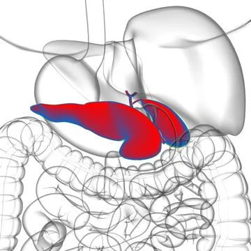 Gall Bladder Human Digestive System Anatomy 3D Rendering Stock Illustration