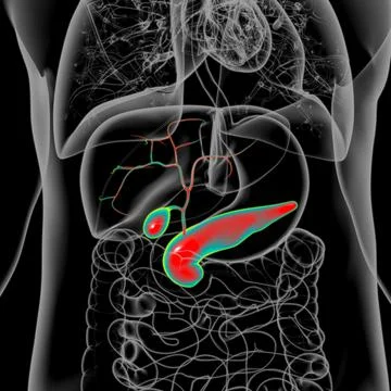 Gall Bladder Human Digestive System Anatomy 3D Stock Illustration